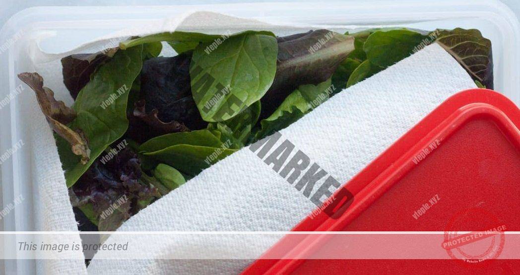 Как дольше сохранить зелень свежей в холодильнике в пластиковом контейнере с помощью бумажной салфетки